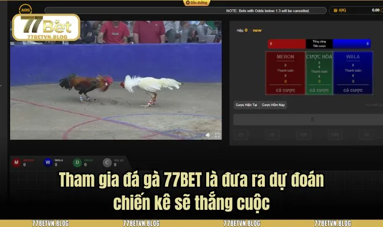Tham gia đá gà 77BET là đưa ra dự đoán chiến kê sẽ thắng cuộc